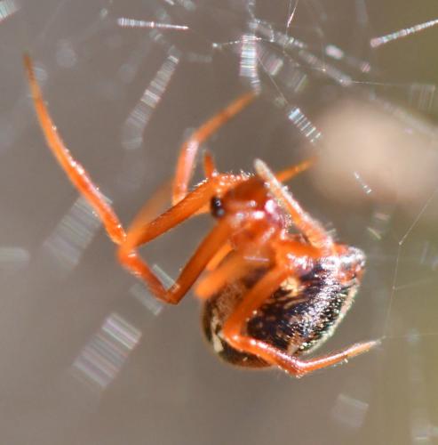 Réf. 253 152 : Parasteatoda lunata